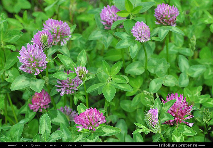 Trèfle des prés - Trifolium pratense