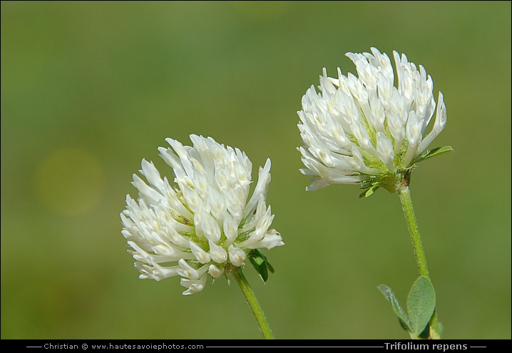 Trèfle blanc ou rampant - Trifolium repens