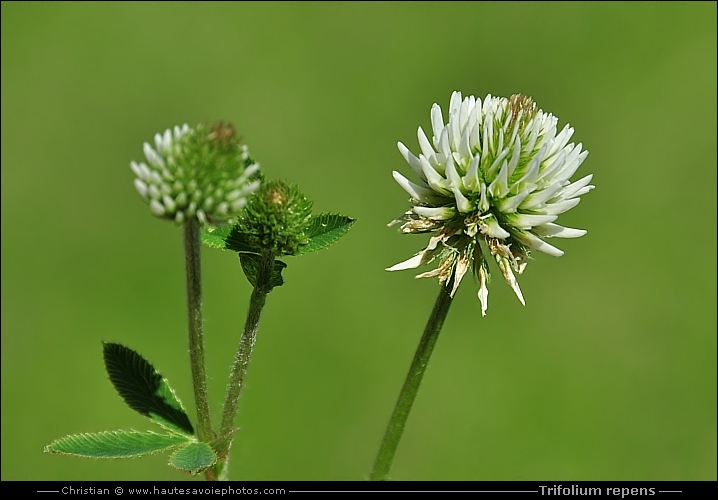 Trèfle blanc ou rampant - Trifolium repens