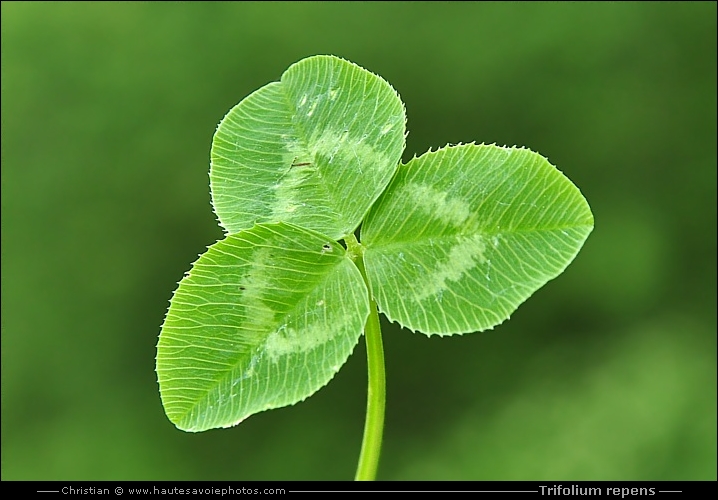 Trèfle blanc ou rampant - Trifolium repens