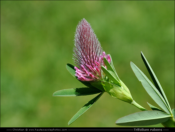 Trèfle rougissant - Trifolium rubens