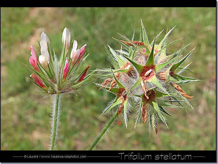 Trèfle étoilé - Trifolium stellatum