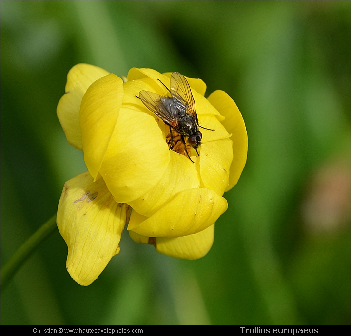 Trolle d'Europe - Trollius europaeus