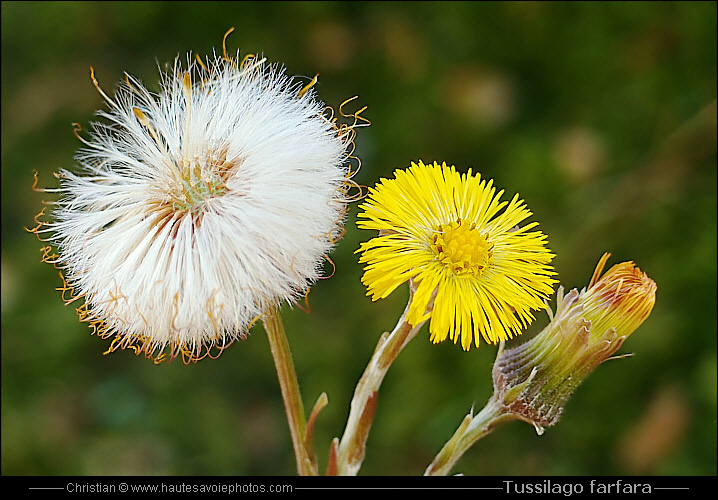 Tussilage - Tussilago farfara