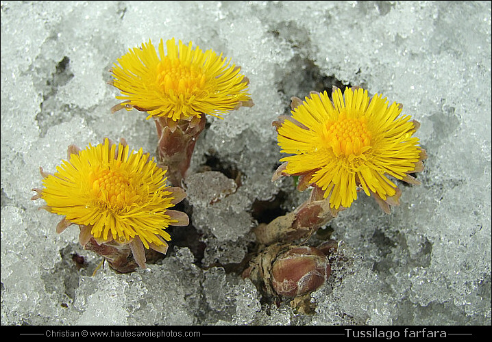 Tussilage - Tussilago farfara