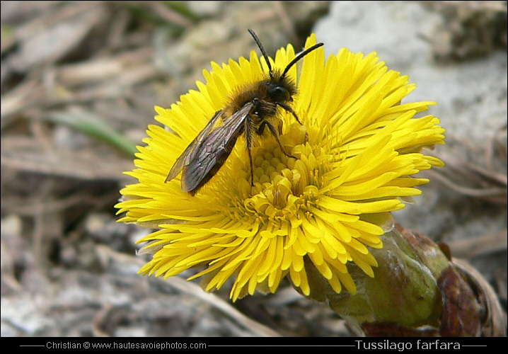 Tussilage - Tussilago farfara