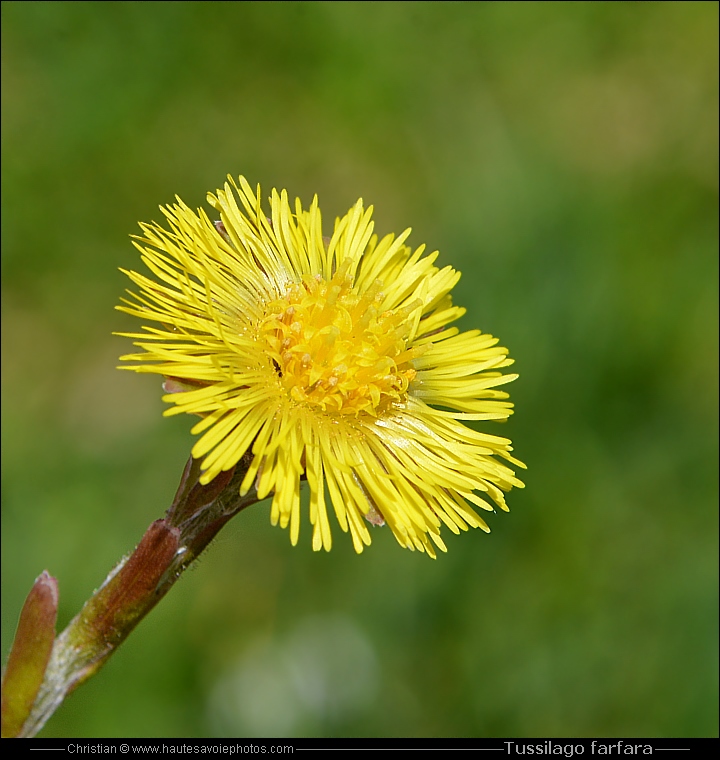 Tussilage - Tussilago farfara