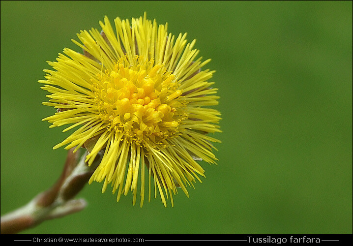 Tussilage - Tussilago farfara