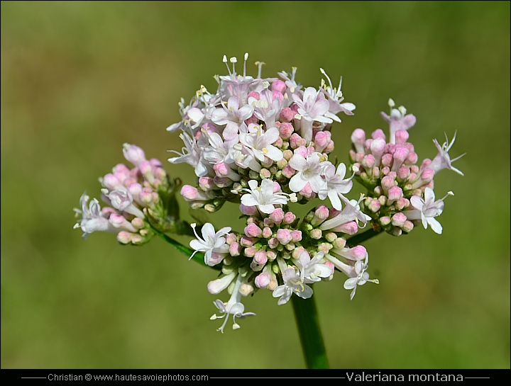 Valériane des montagnes - Valeriana montana