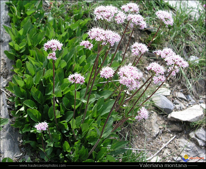 Valériane des montagnes - Valeriana montana