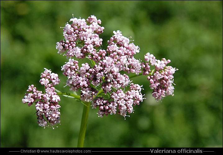 Valériane officinale - Valeriana officinalis