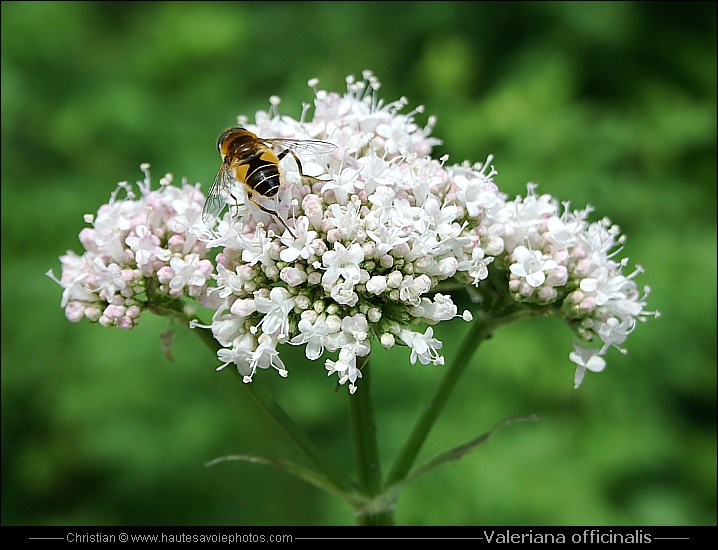 Valériane officinale - Valeriana officinalis