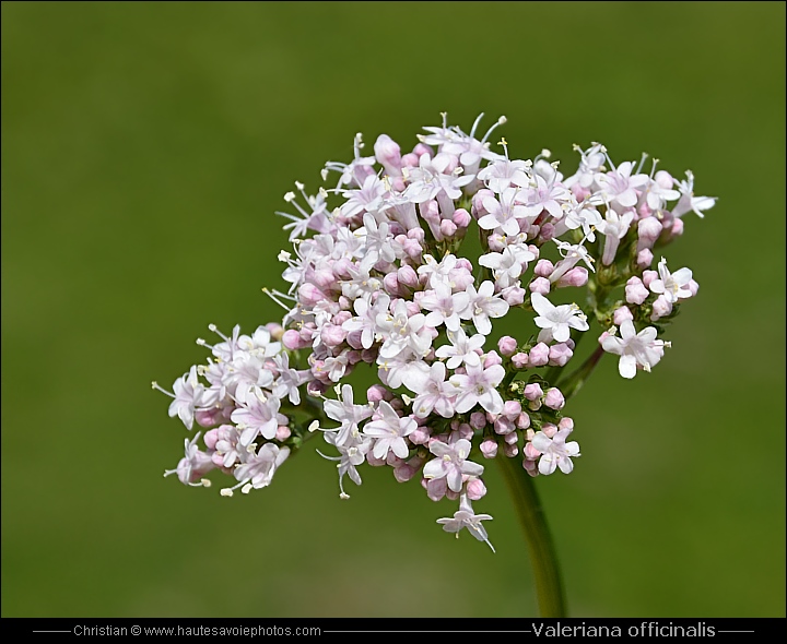 Valériane officinale - Valeriana officinalis