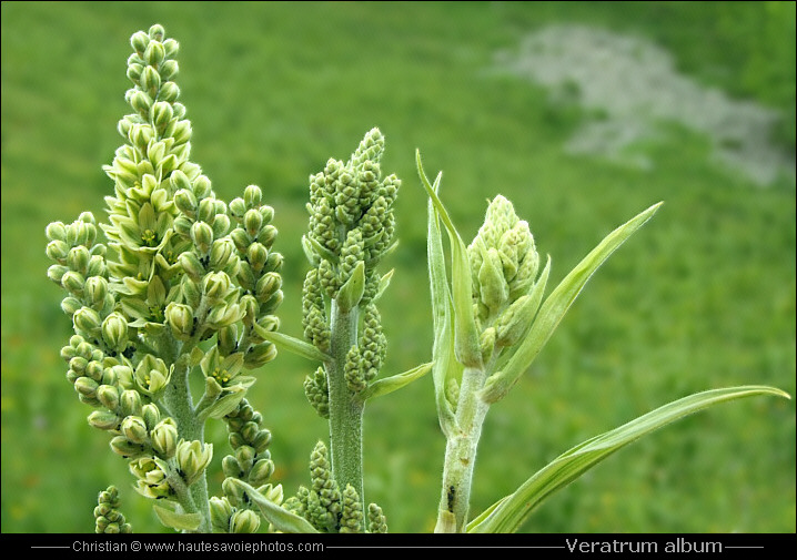 Vératre blanc - Veratrum album