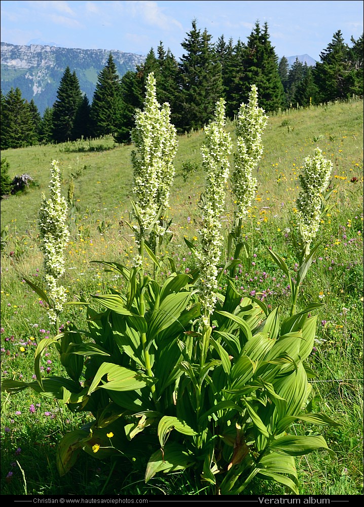 Vératre blanc - Veratrum album