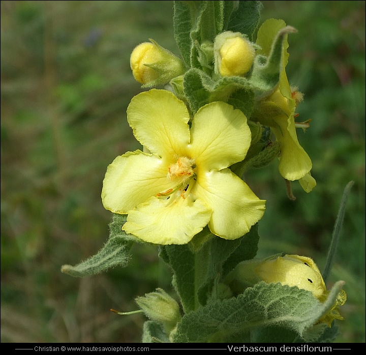 fleur de Molène