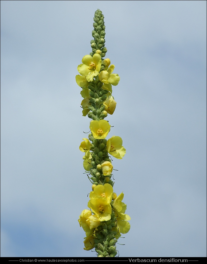 Molène - Verbascum densiflorum