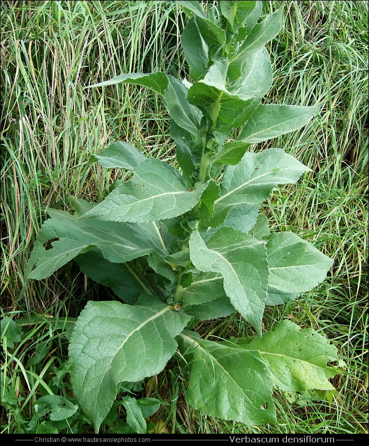 Butinage sur fleur de Molène