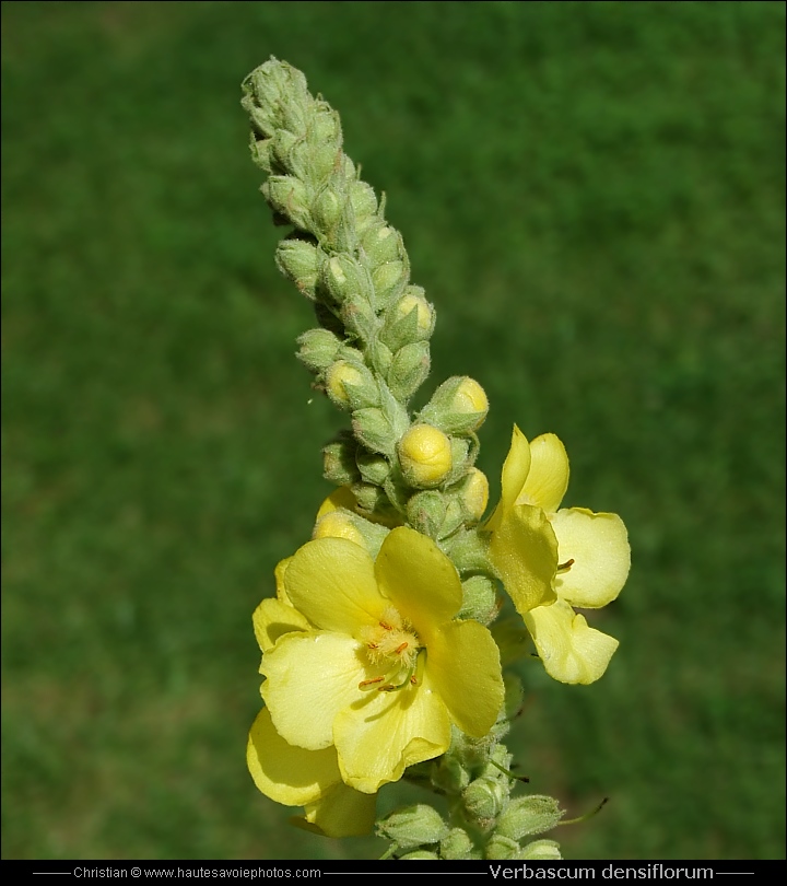 Butinage sur fleur de Molène