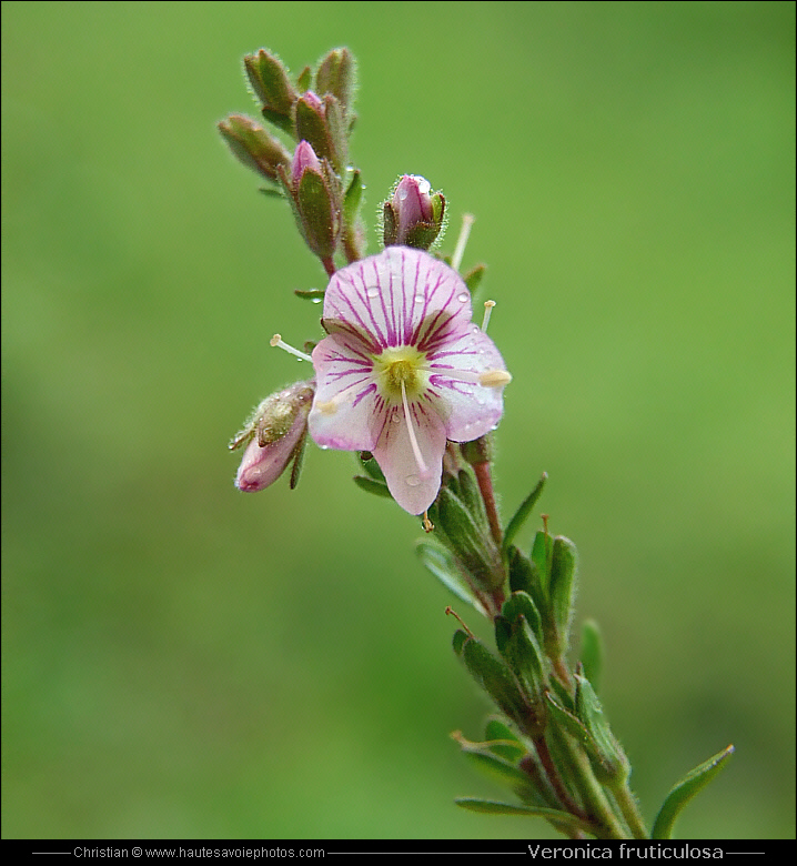 Véronique ligneuse - Veronica fruticulosa