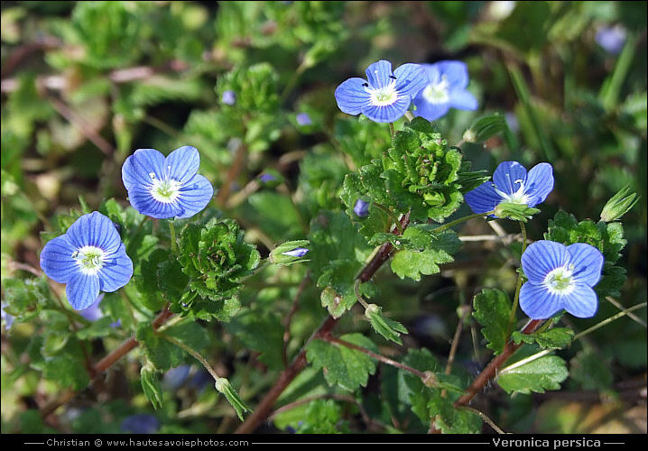 Veronica persica