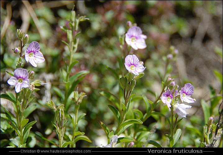 fleurs et feuilles de Veronica fruticulosa