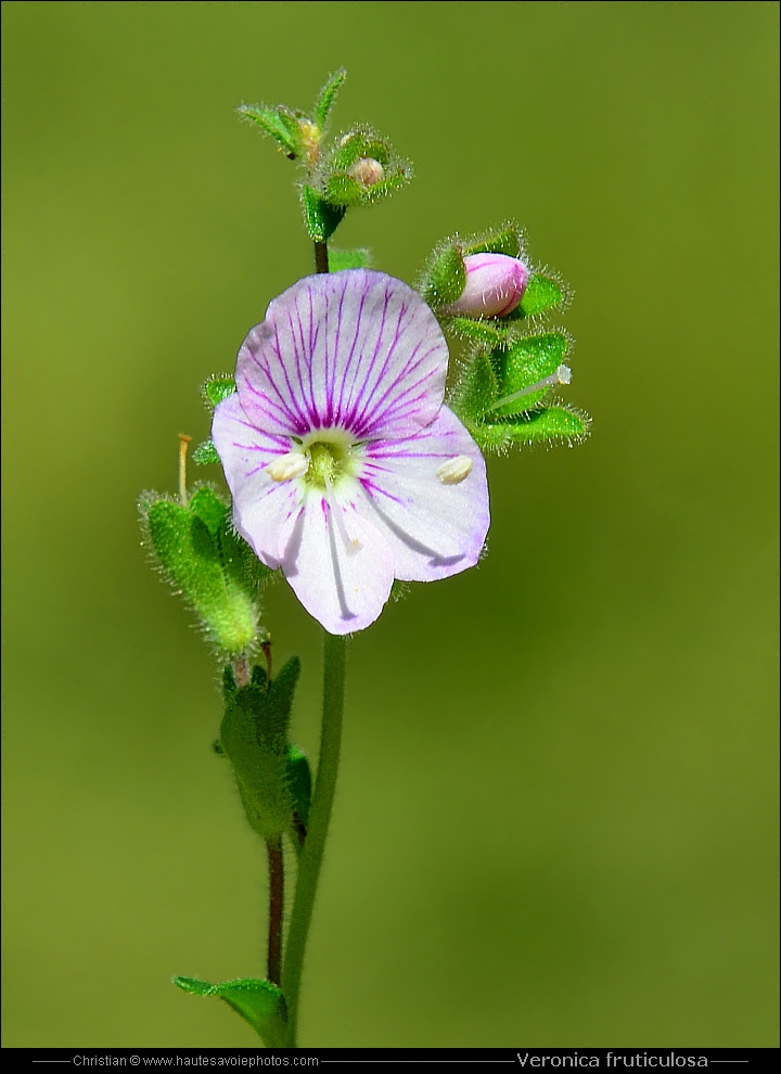 Veronica fruticulosa