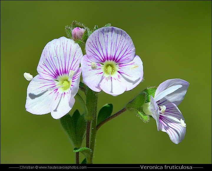 Veronica fruticulosa