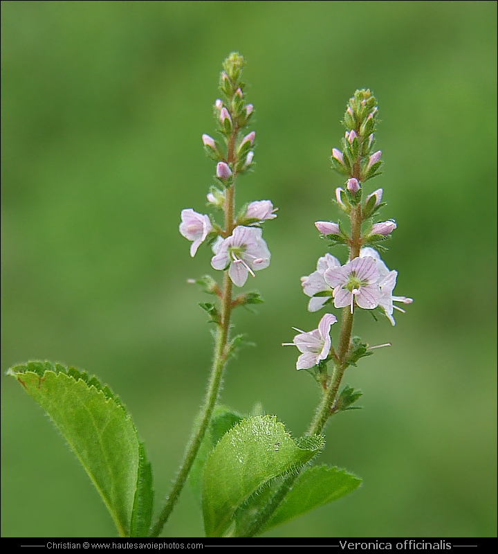 Véronique officinale - Veronica officinalis