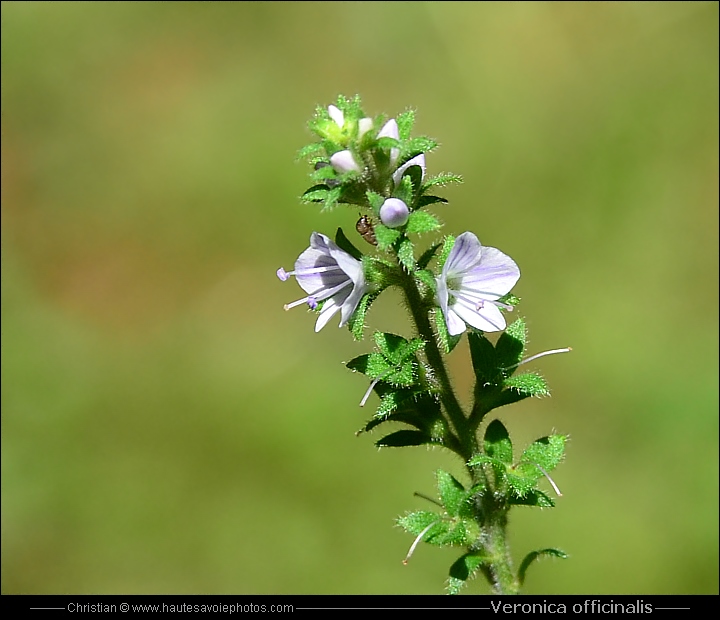 Véronique officinale - Veronica officinalis