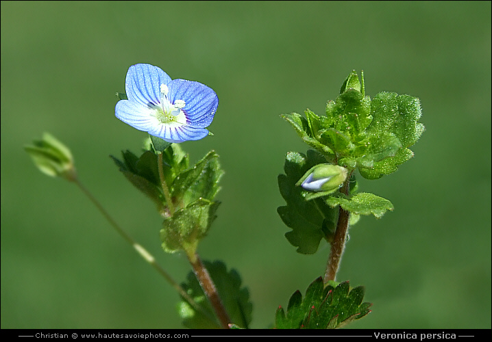 Veronica persica