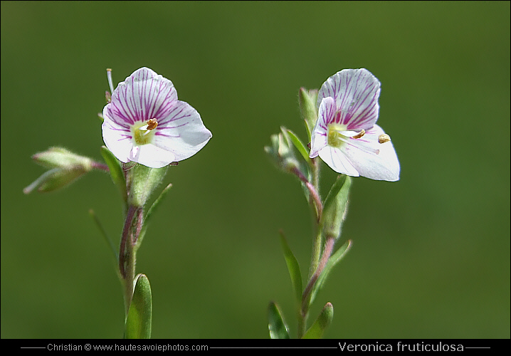 Véronique ligneuse - Veronica fruticulosa