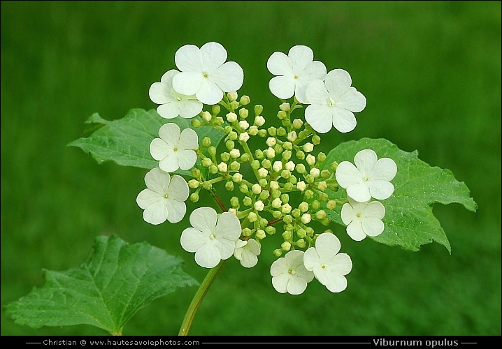 Viorne obier - Viburnum opulus