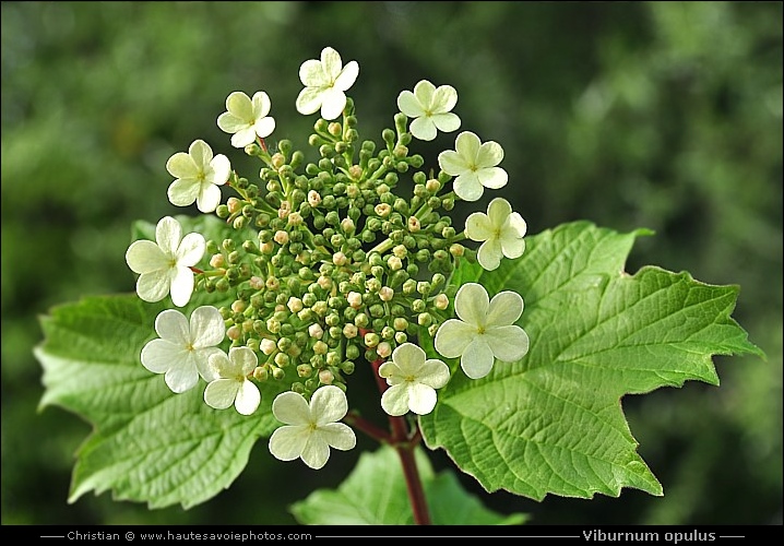 Viorne obier - Viburnum opulus