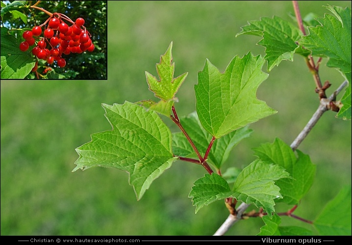 Viorne obier - Viburnum opulus