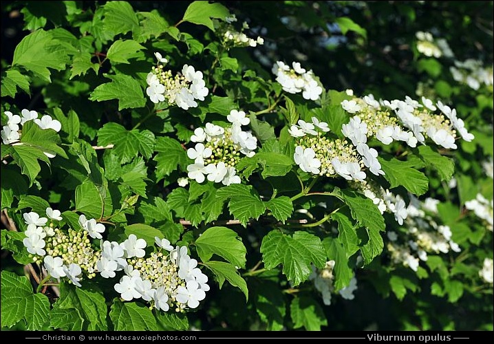 Viorne obier - Viburnum opulus