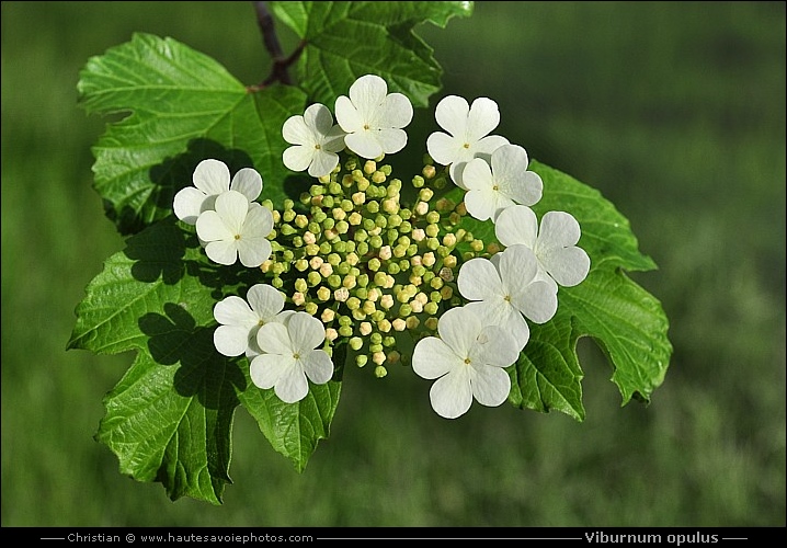 Viorne obier - Viburnum opulus