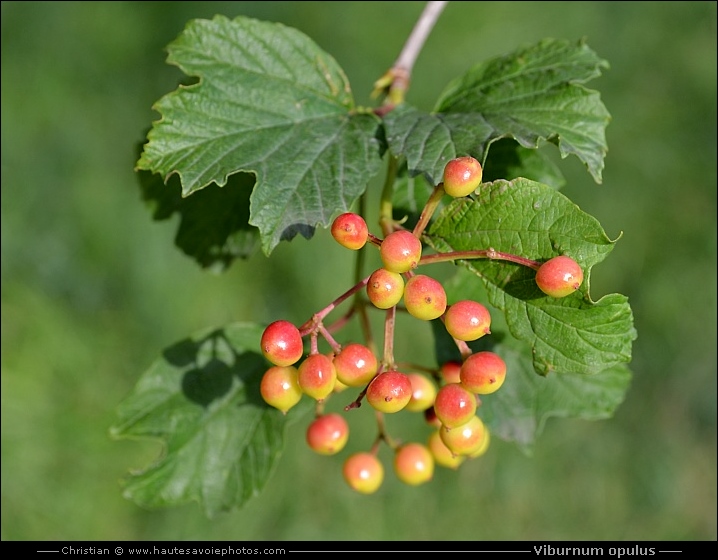 Viorne obier - Viburnum opulus