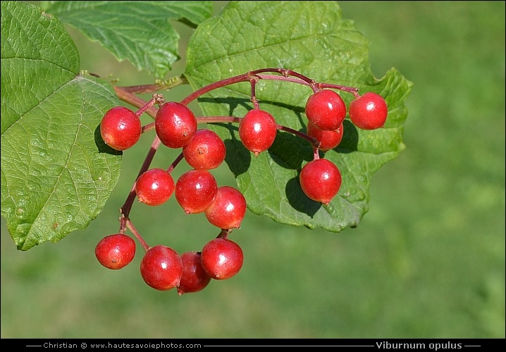 Viorne obier - Viburnum opulus