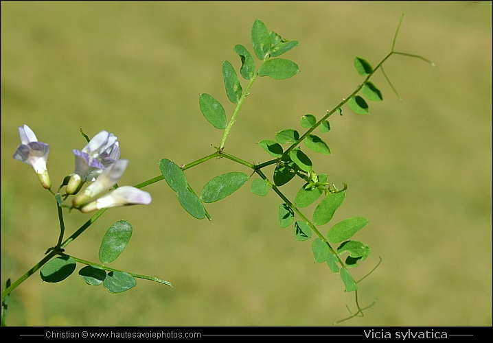 Vesse des bois - Vicia sylvatica