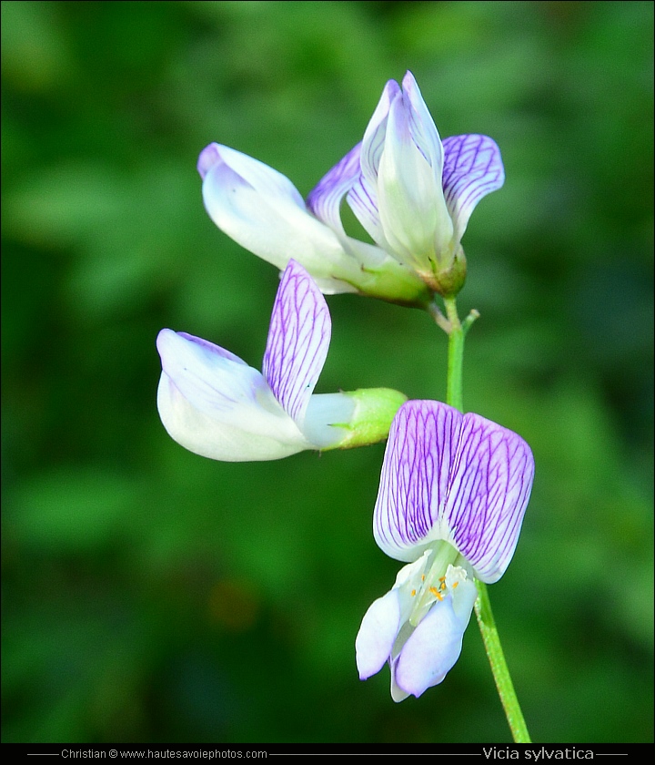 Vesse des bois - Vicia sylvatica