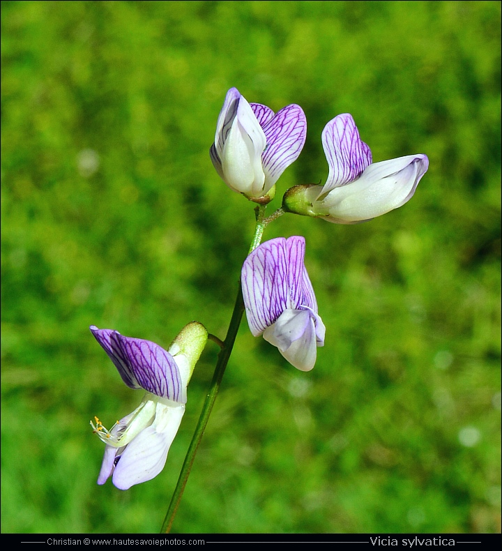 Vesse des bois - Vicia sylvatica