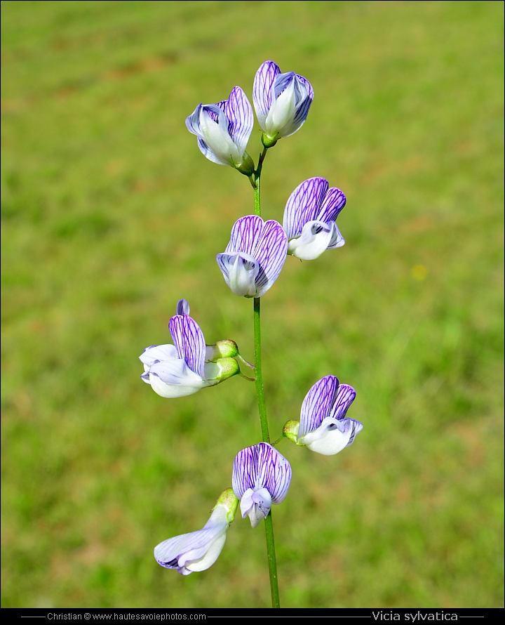 Vesse des bois - Vicia sylvatica