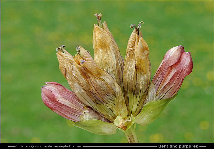 vieille Gentiane pourpre - Gentiana purpurea