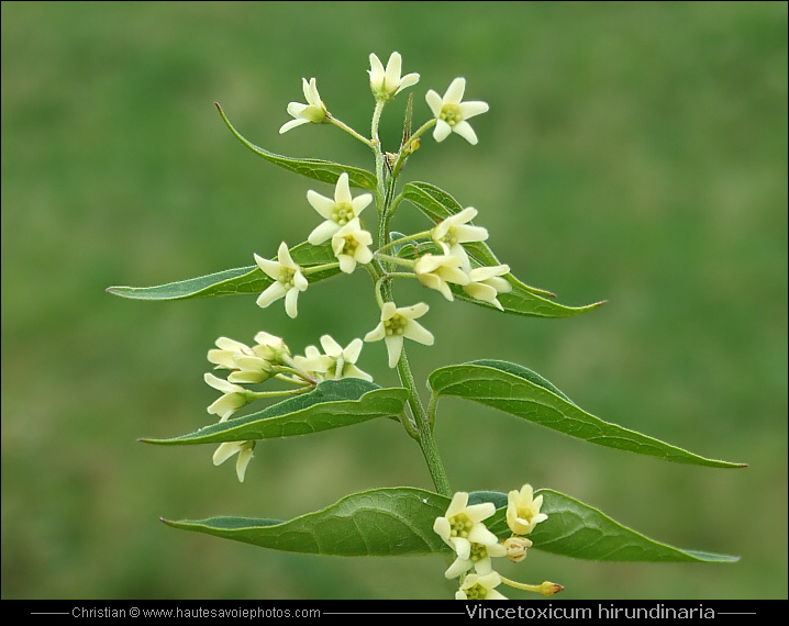 Dompte venin - Vincetoxicum hirundinaria