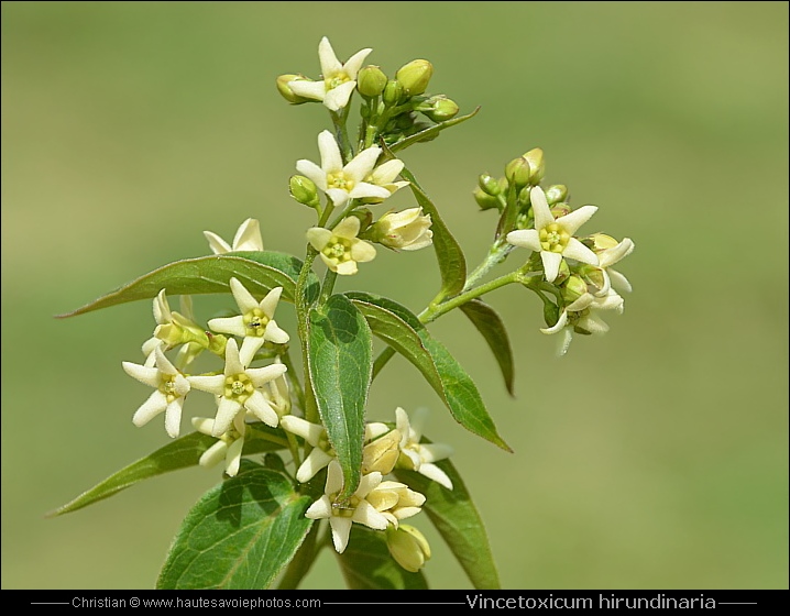 Dompte venin - Vincetoxicum hirundinaria