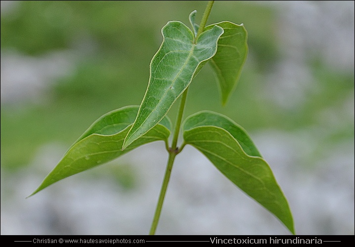 Dompte venin - Vincetoxicum hirundinaria