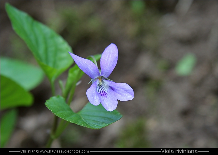 Violette de rivinus - Viola riviniana