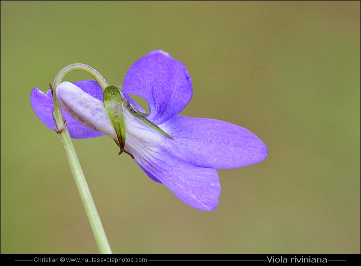 Violette de rivinus - Viola riviniana