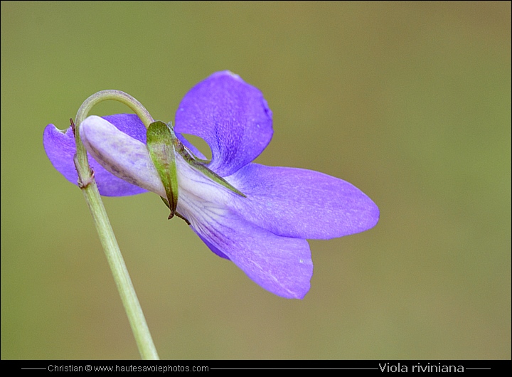 Violette de rivinus - Viola riviniana